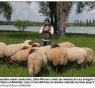 Revue de presse : Les moutons ont repris place au bord du lac de Vaivre
