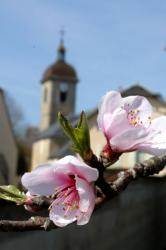 Le printemps par Bernard Pinot