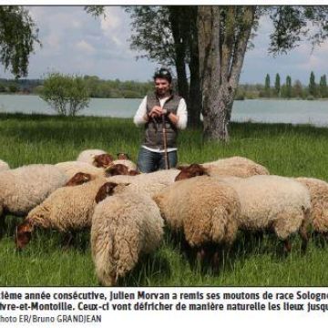 Revue de presse : Les moutons ont repris place au bord du lac de Vaivre
