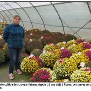 Revue de presse : Les chrysanthèmes résistent