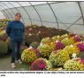 Revue de presse : Les chrysanthèmes résistent