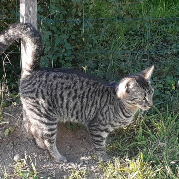 Chat trouvé