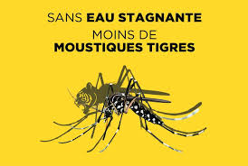 Moustique Tigre