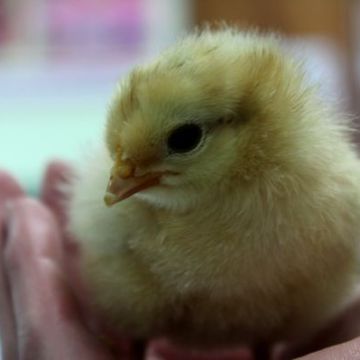 Naissance à lécole maternelle