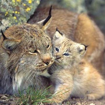 Information relative à une consultation du public sur le Lynx en Franche-Comté